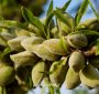 آیا در استان اردبیل می توانیم باغ بادام راه اندازی کنیم؟
